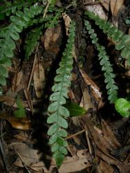 Blechnum membranaceum. Sterile obovate frond with adnate pinnae.
 Image: L.R. Perrie © Te Papa CC BY-NC 3.0 NZ